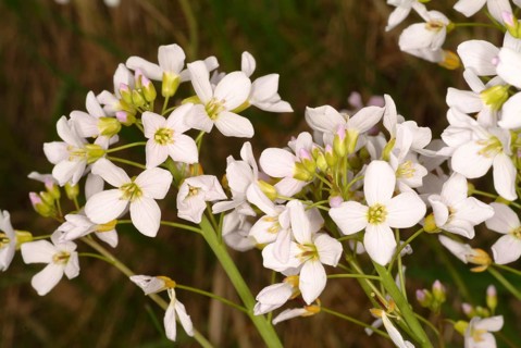 Flowers of the cuckoo flower (Cardamine pratensis), medicinal plant, contains mustard oil