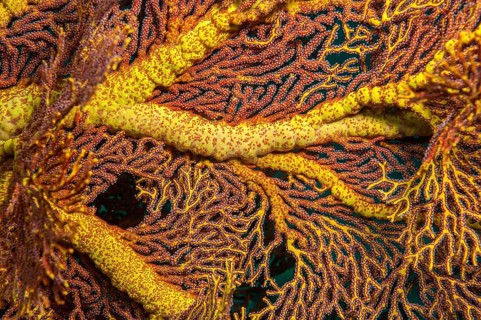 Close-up of stem branching of gorgonian fan coral (Subergorgia giant sea fan (Annella mollis),