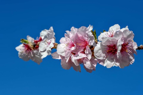 Almond blossom, Gimmeldingen, district of Neustadt an der Weinstraße, Rhineland-Palatinate,