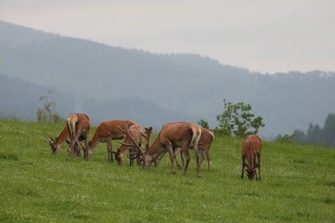 Red deer (Cervus elaphus) mixed herd on a summer mountain meadow Allgäu, Bavaria, Germany, Europe