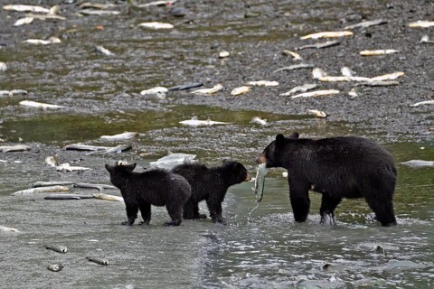 American Black Bear (Ursus americanus) with two cubs standing in the water holding captured salmon
