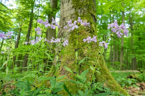 Large-flowered bittercress (Cardamine bulbifera), flowering, Hainich National Park, Thuringia,