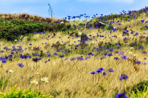 Dune Landscape, Blue and White lilies of the nile (Agapanthus), Love Flowers, Isle of Tresco, Isles