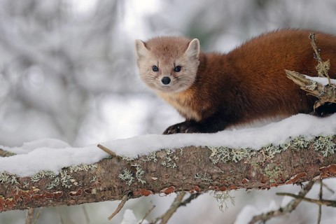 American marten (Martes americana), sitting in the snow on a branch, Ontario, Canada, North America