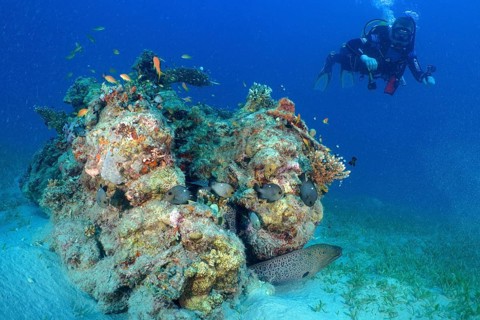 Diver looking at coral block with giant moray (Gymnothorax javanicus), dive site House Reef,