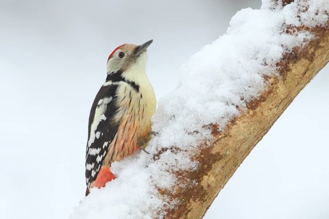 Middle spotted woodpecker (Dendrocopus medius), sitting on a branch covered with snow, wildlife,