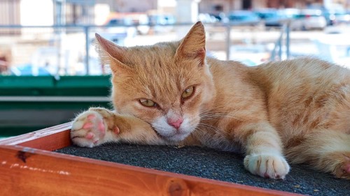 Grumpy three-legged tomcat, harbour, Favignana town, main town, Favignana, Egadi Islands, Sicily,