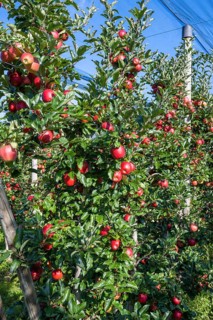 Red apples, ripe for the picking, Bodman-Ludwigshafen, Konstanz district, Baden-Württemberg,