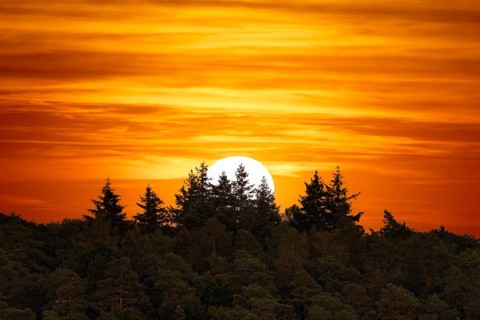 Sun, sunset, forest, firs, Baden-Württemberg