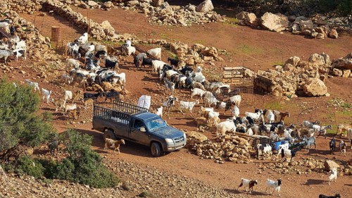 Car, pickup truck with railings, goat (caprae) enclosure, Feslen, Rodopou peninsula, West Crete,
