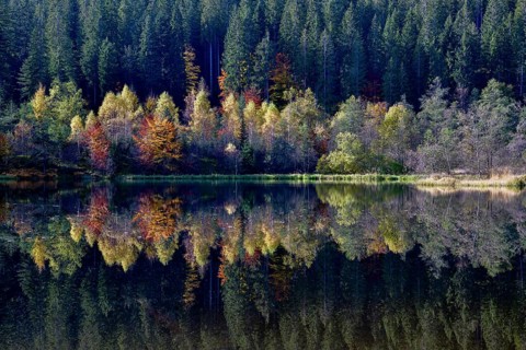 Trees reflected in the Sankenbachsee, Karsee, autumn, near Baiersbronn, Freudenstadt district,