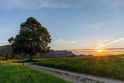 Sunset at Solitärbaum, Challhöchi, Basel-Landschaft, Switzerland, Europe