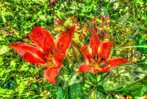 Creative shot, lilies (Lilium), alienated, leaves, plants, creative, colourful, colourful, all