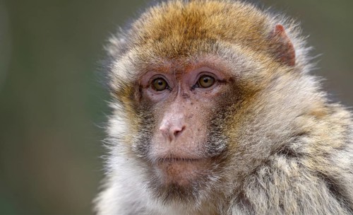 Barbary macaque (Macaca sylvanus), animal portrait, captive, France, Europe