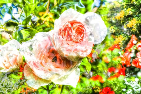 Oil painting, rose (pink), pink flowers, delicate pink, fragrant, light, romantic, greeting card