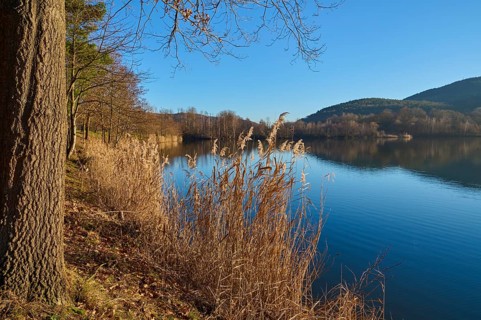 Tree on lake in the morning, Freudenberg am Main, Untermain, Spessart, Odenwald, Franconia,