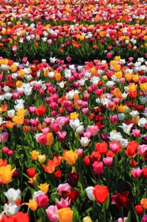 Many colourful tulips in one area