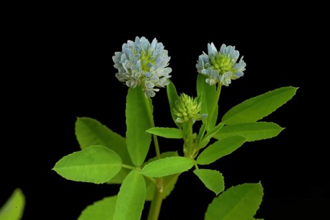 Flower of blue fenugreek, blue fenugreek, Trigonella caerulea, Meliotus coerulea, spice and
