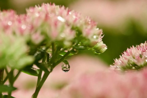 Showy stonecrop (Sedum spectabile) with morning dew, late summer, Germany, Europe