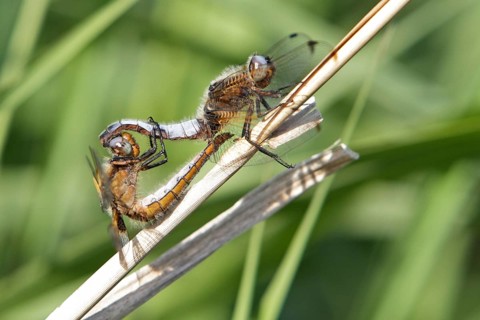 Lesser blue arrow (Orthetrum coerulescens), two animals mating on a reed stalk, copula, Peene