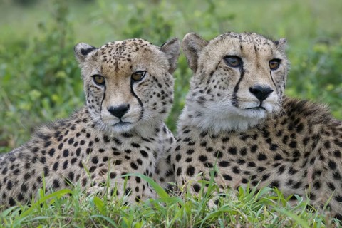 Two young Southeast African cheetahs (Acinonyx jubatus jubatus) laying in grass, Kwazulu Natal