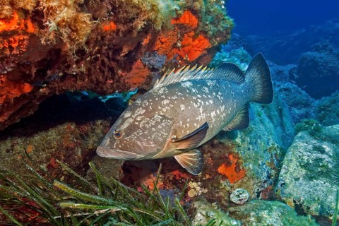Dusky grouper (Epinephelus marginatus) with dorsal fin erect, reef wall overgrown with red sponge