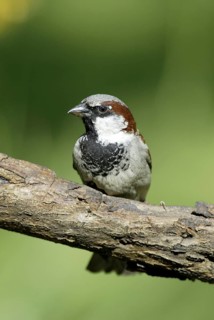 House sparrow (Passer domesticus), male, sparrows, Germany, Europe