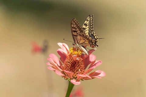 Swallowtail butterfly (Papilio machaon) foraging for nectar on a flower in a garden. Cevennes,