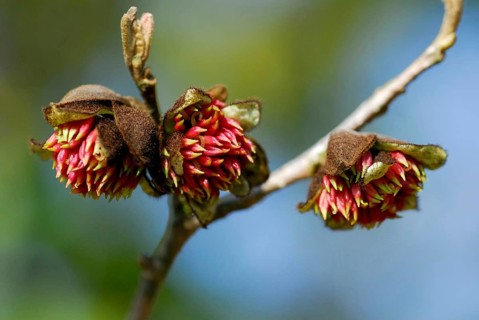 Persian ironwood (Parrotia persica) Parrotie