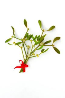 Mistletoe (Viscum album) with berries, red ribbon