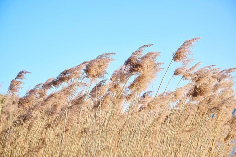 Common reed (Phragmites australis) seeds, detail, Upper Palatinate, Bavaria, Germany, Europe
