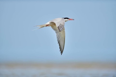 Elegant tern (Thalasseus elegans) flying in the sky above the sea, hunting, ebro delta, Catalonia,