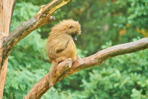 Guinea baboon (Papio papio) sitting on a tree, rainy, captive, Bavaria, Germany, Europe