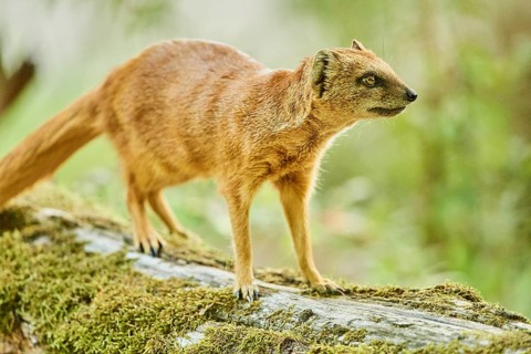 Yellow mongoose (Cynictis penicillata) standing on the ground, Bavaria, Germany, Europe