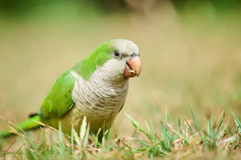 Monk parakeet (Myiopsitta monachus) wildlife on a meadow, Catalonia, Spain, Europe