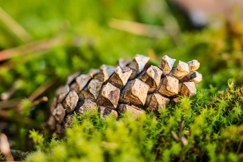 Scots pine (Pinus sylvestris) cone, detail, Upper Palatinate, Bavaria, Germany, Europe