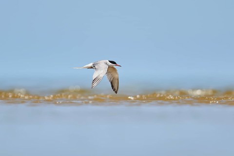 Elegant tern (Thalasseus elegans) flying in the sky above the sea, hunting, ebro delta, Catalonia,