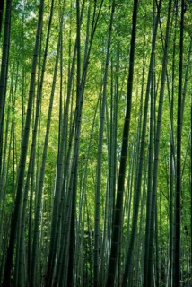 Bamboo forest, near Arashiyama, Kyoto, Japan, Asia