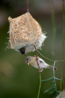 Masked Weaver (Ploceus velatus), female and young, Oudtshoorn, Klein Karoo, South Africa, nest,