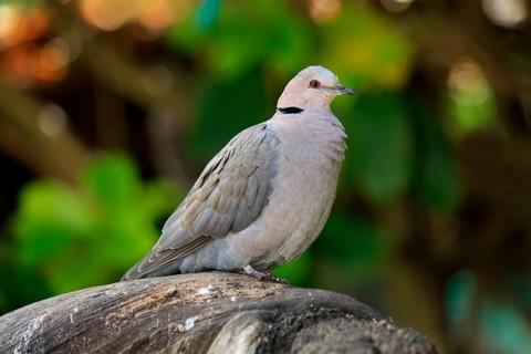 Ring-necked dove (Streptopelia capicola), South Africa, Africa