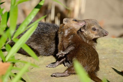Common kusimanse (Crossarchus obscurus) with juvenile, captive, occurrence in Africa