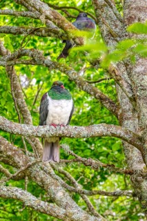 Taube (Hemiphaga novaeseelandiae), Schloss Larnach, Garten, Neuseeland