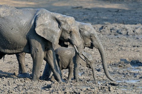 mud covered African elephants (Loxodonta africana), elephant family, baby elephant, Kanga