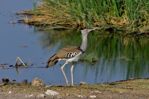 Kori bustard (Ardeotis kori) at the waterhole Chudop, Etosha National Park, Namibia, Africa