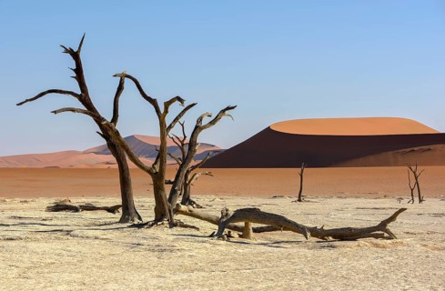 Dead camelthorn trees (Acacia erioloba) in Deadvlei, Namib Desert, Namib-Naukluft National Park,
