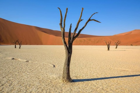 Dead camelthorn trees (Acacia erioloba) in Deadvlei, Namib Desert, Namib-Naukluft National Park,