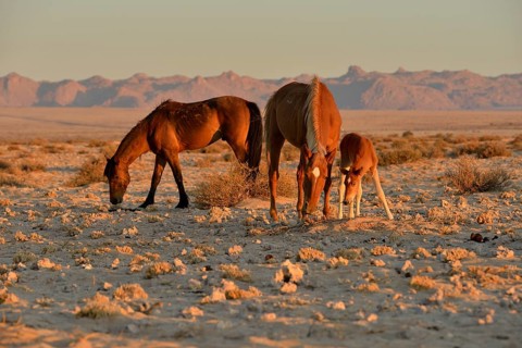 Desert Horses (Equus ferus), mare with foal, searching for food in poor soil, near waterhole Garub,