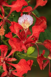 Royal poinciana (Delonix regia), Mkuze Park, South Africa (Poinciana regia), Flamboyant