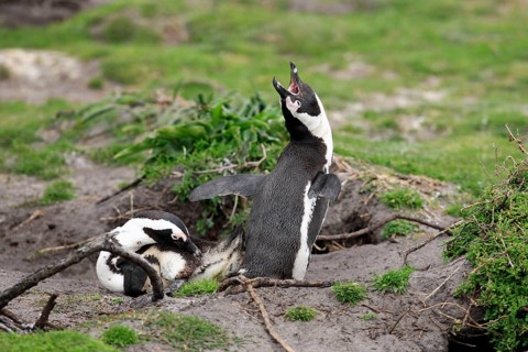 African penguin (Spheniscus demersus), male, Betty's Bay, South Africa, Africa