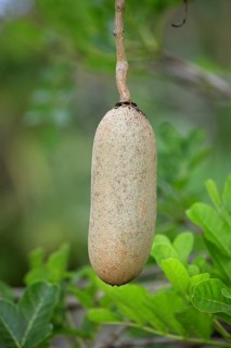 Saussage tree fruit, Mkuze Park, kigelia (Kigelia africana)
